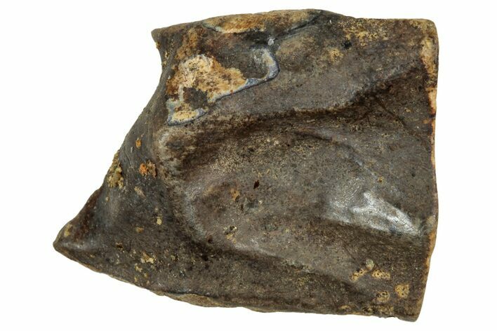 Fossil Triceratops Shed Tooth - Montana #350721